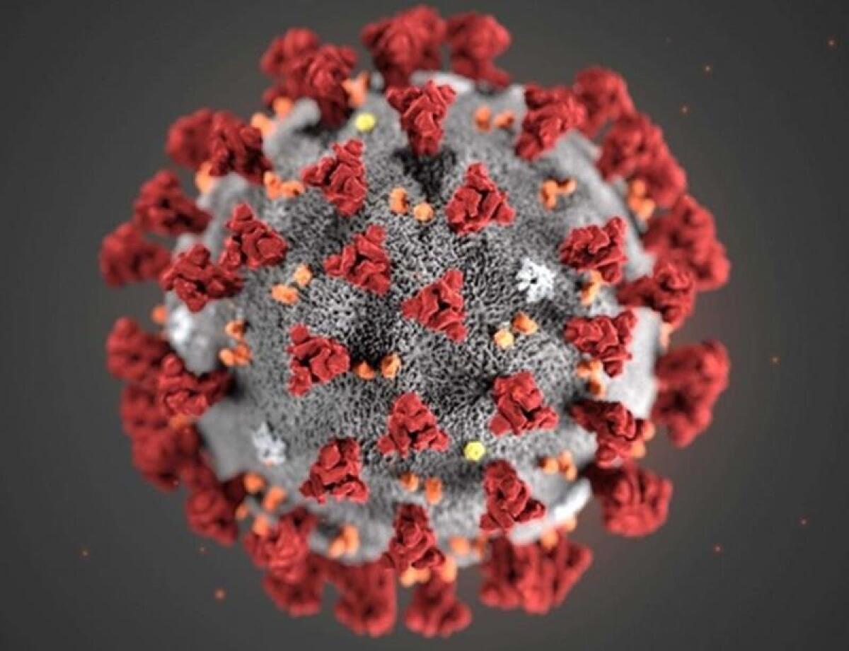 Coronavirus, Crisanti “Non credo nel vaccino entro fine anno” - 