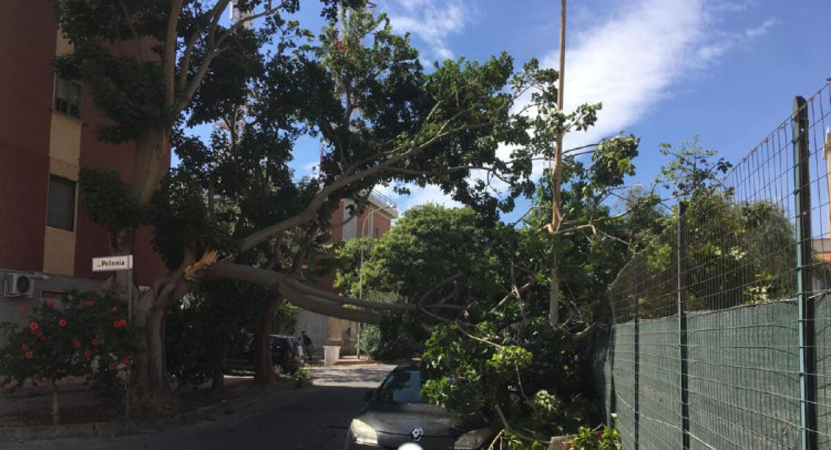 Albero cede in via Polonia, finisce su un'automobile parcheggiata - 