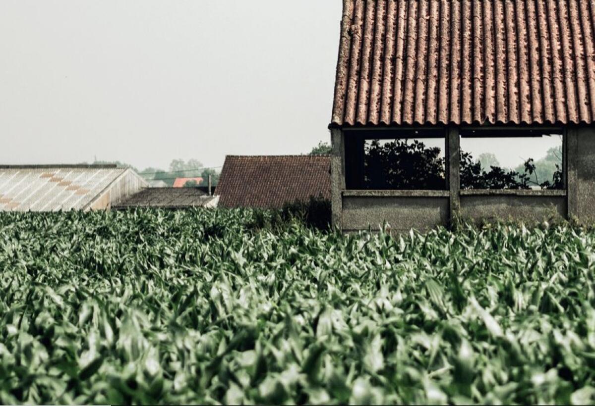 Tabacco, il Veneto ai vertici della produzione italiana di qualità - 