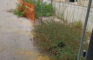 erbacce-ex-pronto-soccorso-300x193.jpg