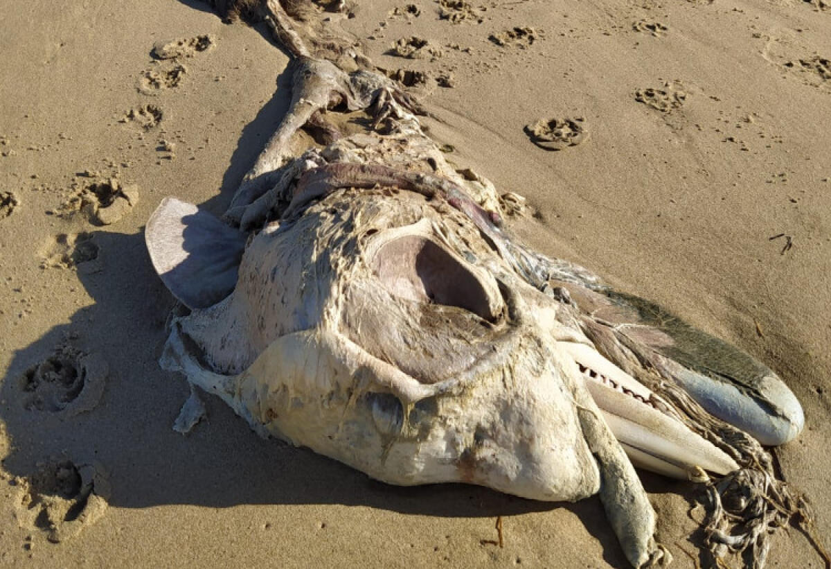 Carcassa in spiaggia a Manfria,forse di un delfino: allertata capitaneria - Il ritrovamento a Manfria