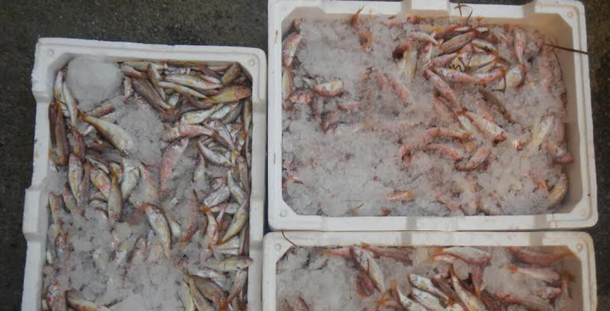 Irregolarità nella filiera del pesce, scatta sequestro di sei quintali - Immagini di repertorio
