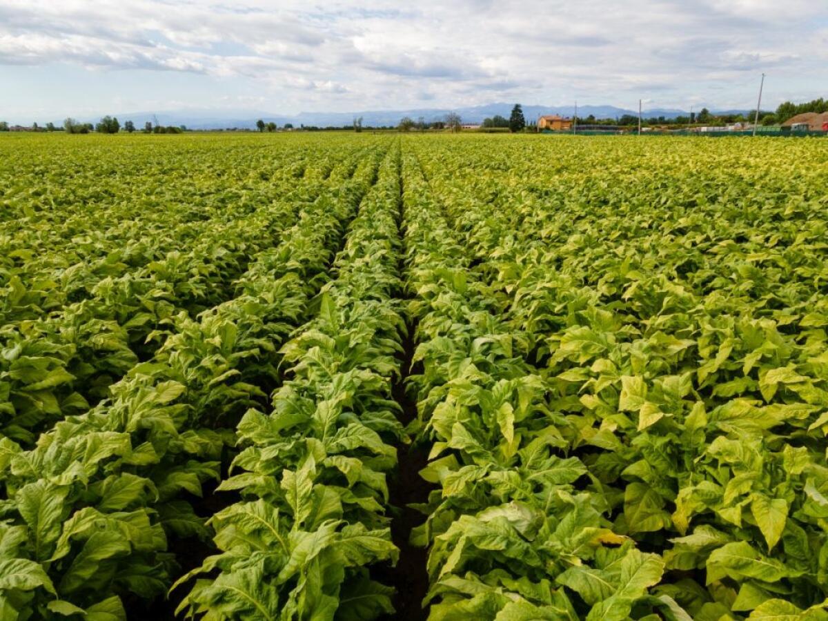 Tabacco, prorogato l’accordo Philip Morris-Ministero Politiche Agricole - 