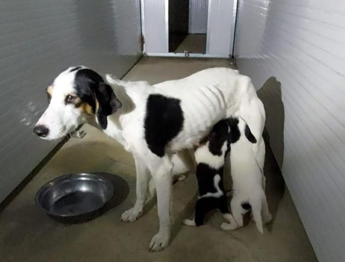 Cinque cuccioli hanno ritrovato dopo la cattura la madre nel canile - 