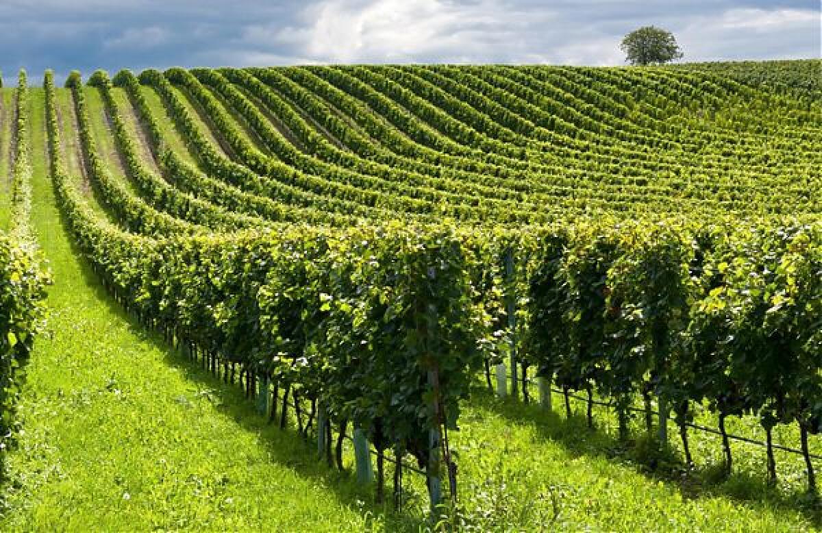 Agricoltura motore di sostenibilità per il 90% degli italiani -