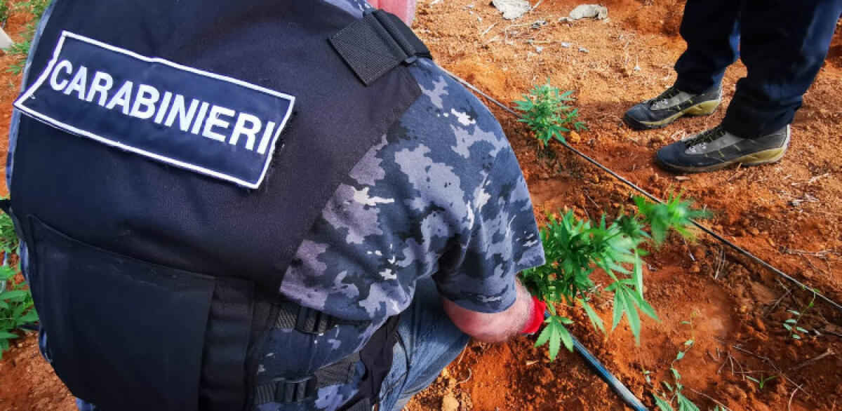 Marijuana coltivata a Passo di Piazza, accolta richiesta patteggiamento per bracciante - I carabinieri intervennero a Passo di Piazza