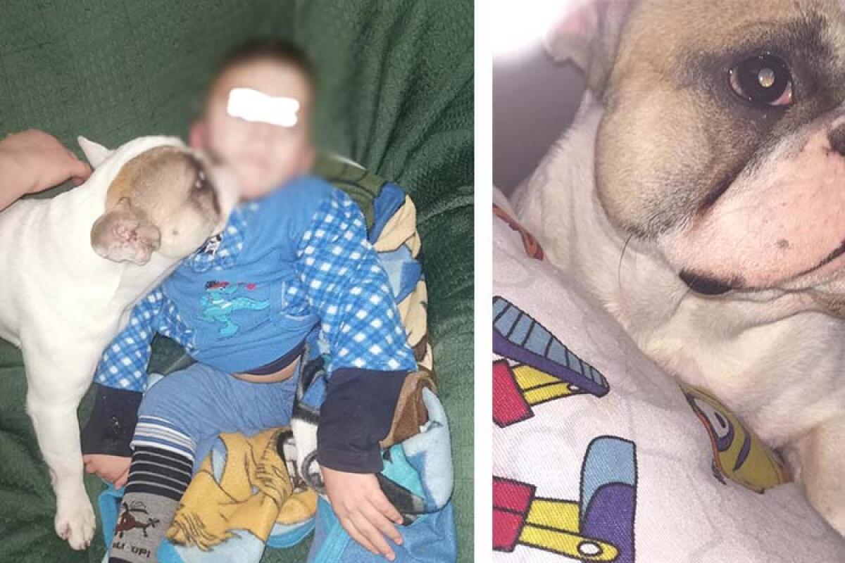 La favola di fine anno, Ettore è stato ritrovato ed è tornato dal padroncino - 