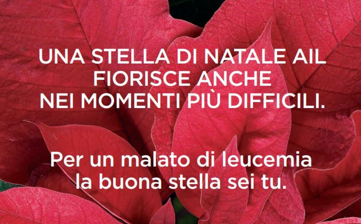 Lotta alle leucemie, tornano le Stelle di Natale dell’AIL - 