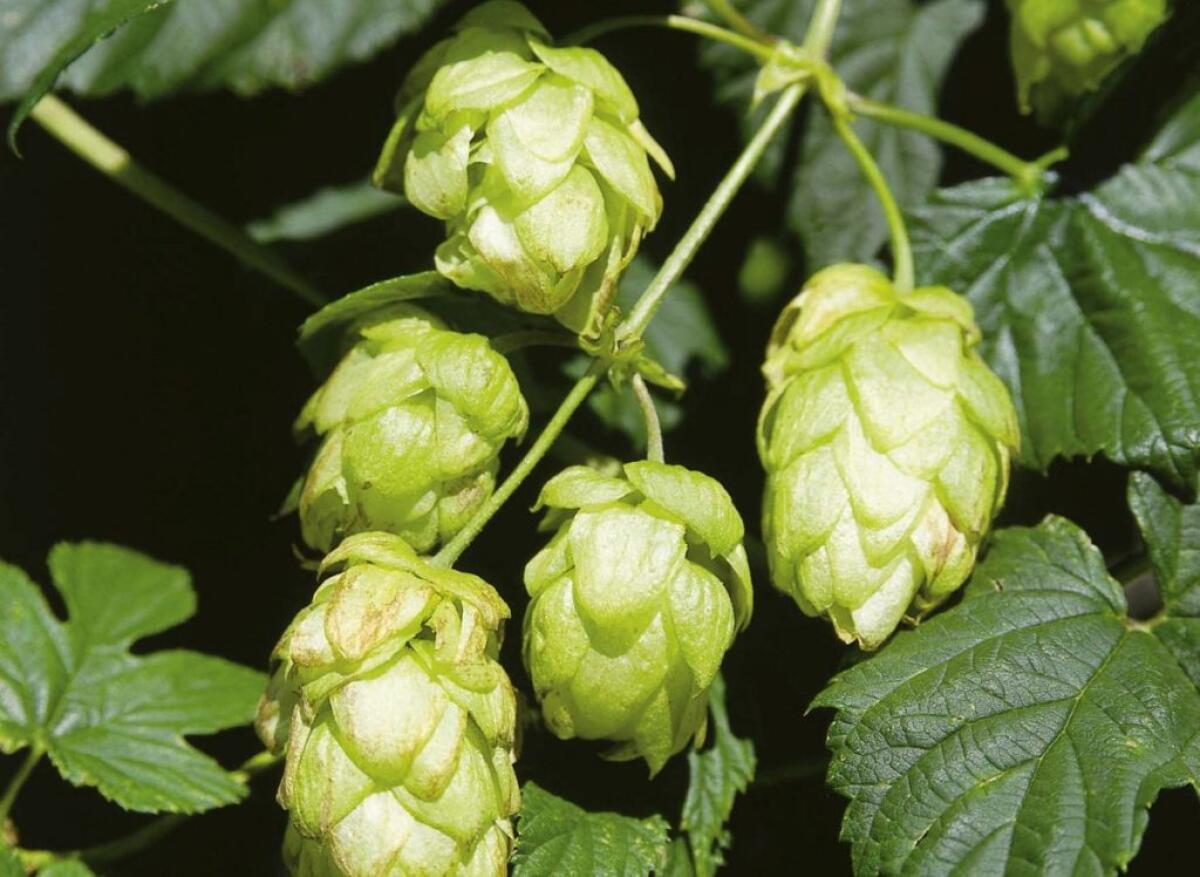Copagri “Supportare la filiera del luppolo per la birra 100% italiana” - 