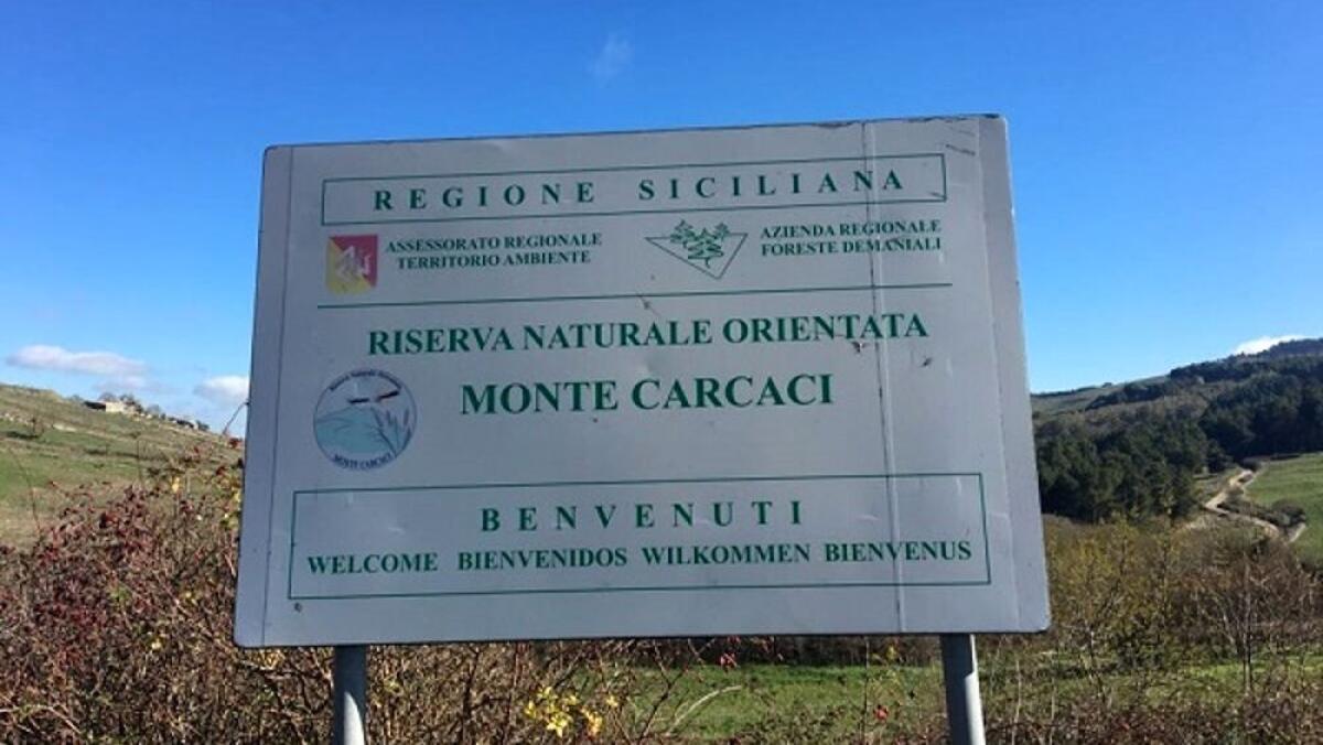 Uccidevano istrici infilzandoli, tre gelesi denunciati: cacciavano in un'area protetta - Erano accusati di aver cacciato in una riserva protetta