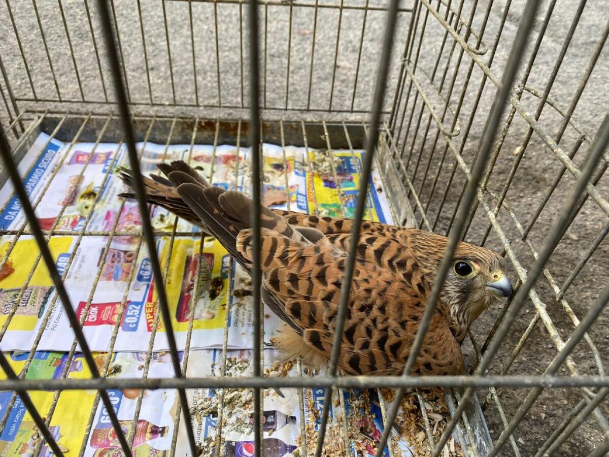 Soccorso un gheppio con un'ala spezzata, staffetta per salvarlo - 