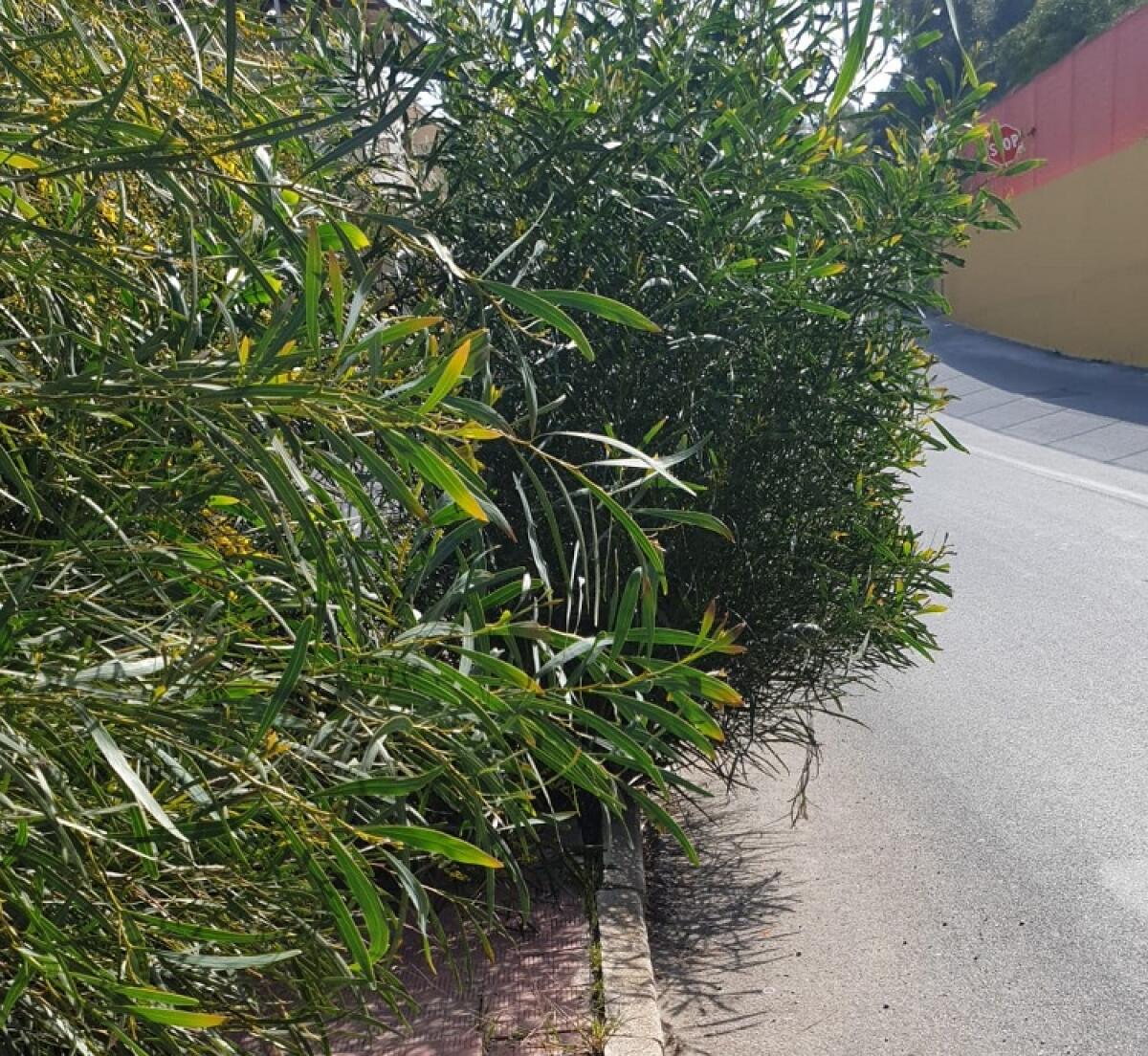 Operato d'urgenza alla testa il runner investito ieri sera in viale Indipendenza - 