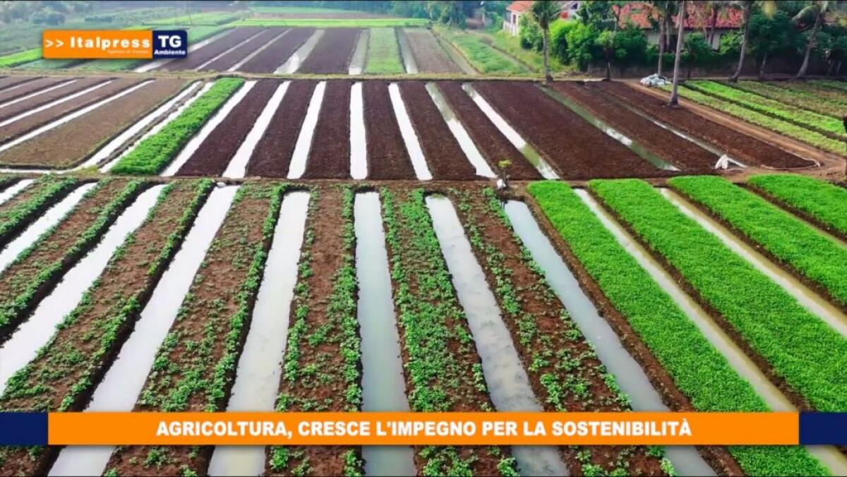 Italpress e Ideegreen siglano partnership per diffusione Tg Ambiente - 