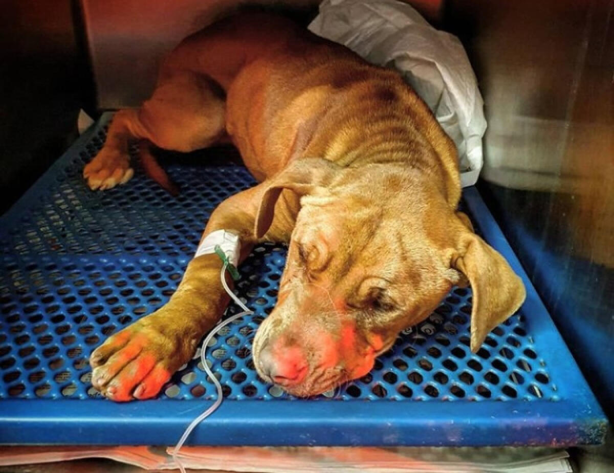 Morto il cane salvato dall'impiccagione, volontari hanno lottato fino alla fine - Il cane è poi deceduto per le conseguenze di una patologia