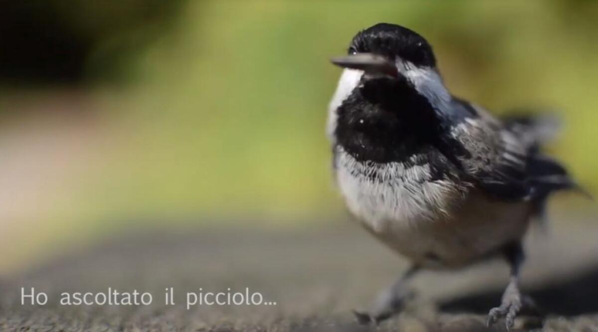 Giornata Mondiale della Poesia, nasce il #poetuber - 