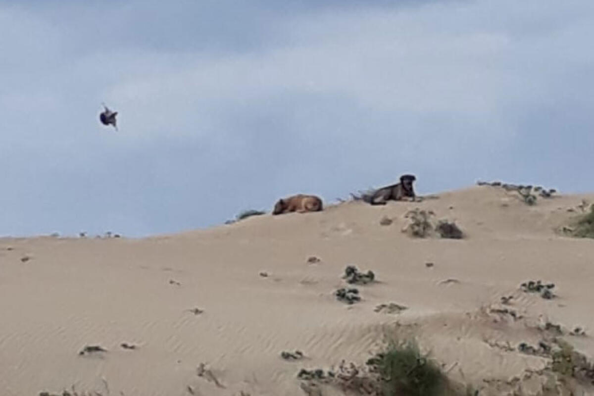 Catturati quattro randagi dopo segnalazione, municipale e "Dog Village" tra le dune - 