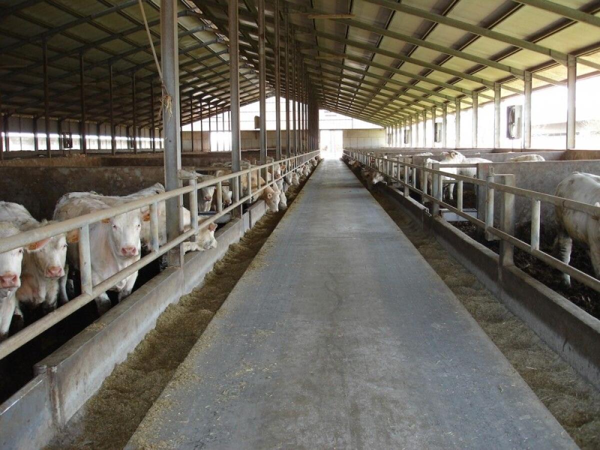 Consumo di carne, IntercarneItalia: “Dall’UE un questionario tendenzioso” - 