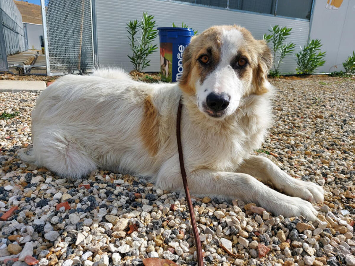 Parassitologia, convegno formativo alla Dog Village - 