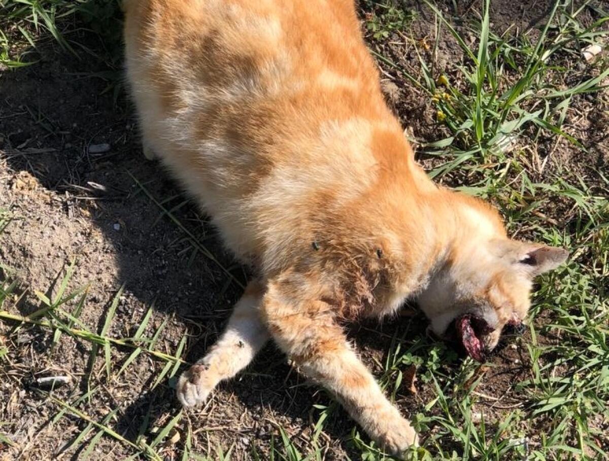 Gatti avvelenati ad Albani Roccella, l'Oipa chiede bonifiche e controlli - 