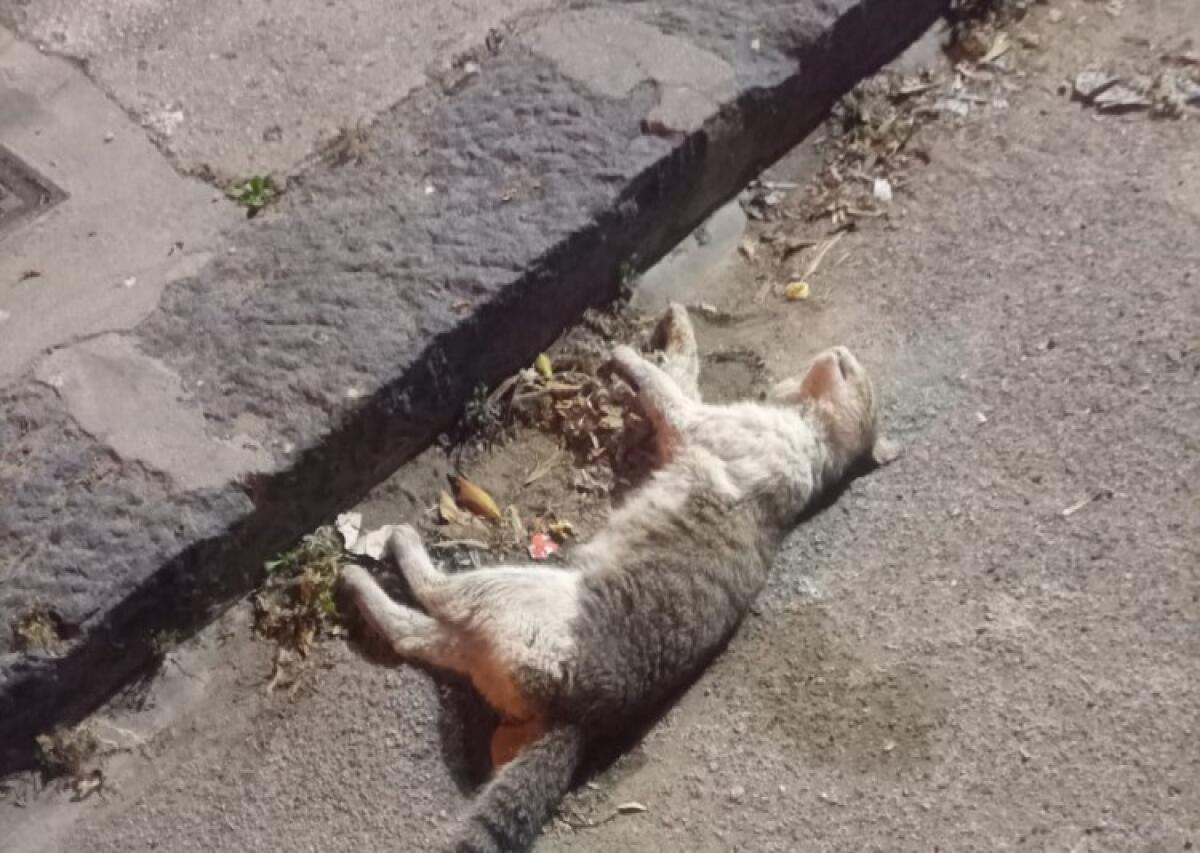 Ancora gatti avvelenati, uno morto ad Ospizio Marino: sono ormai tanti i casi - Il gatto morto in strada ad Ospizio Marino