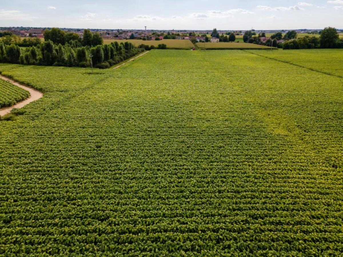 Filiera agricola del tabacco, accordo Philip Morris-Coldiretti - 