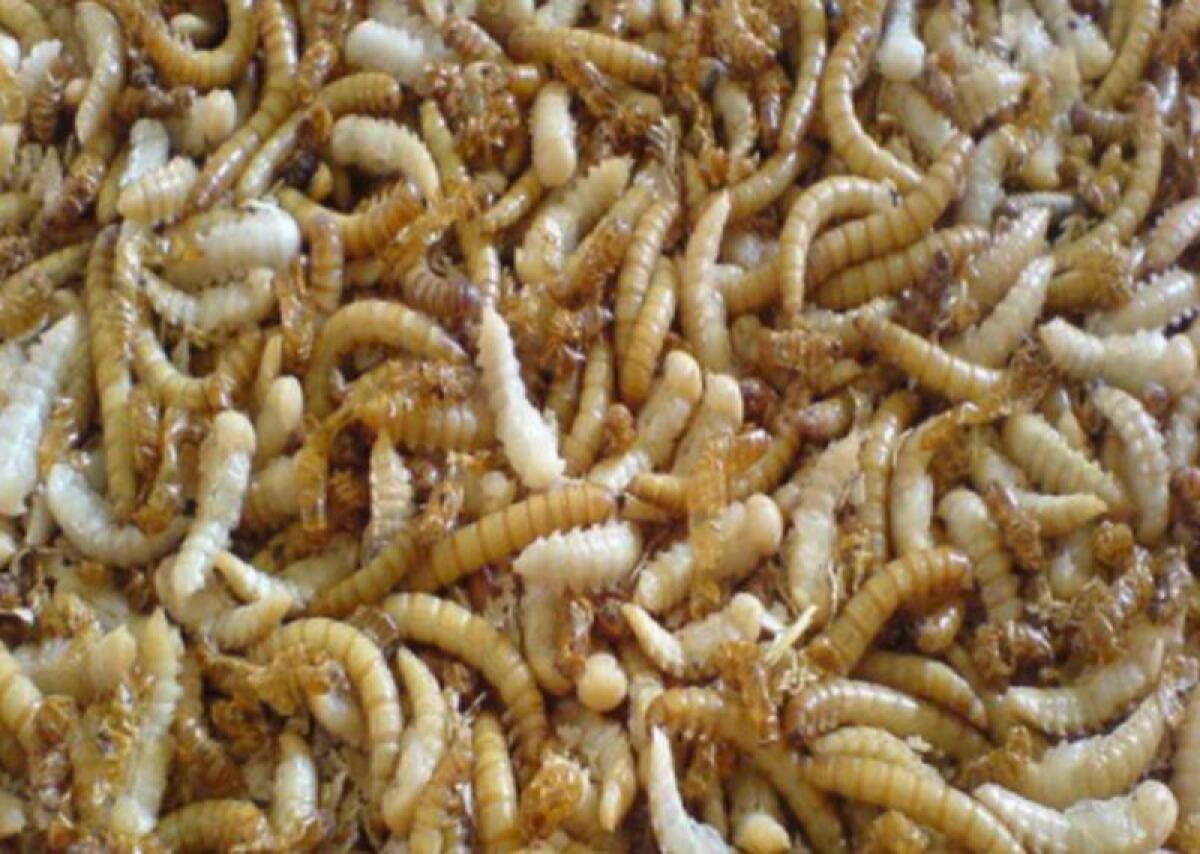 Da Ue via libera a vermi farina gialla essiccati come alimento - 