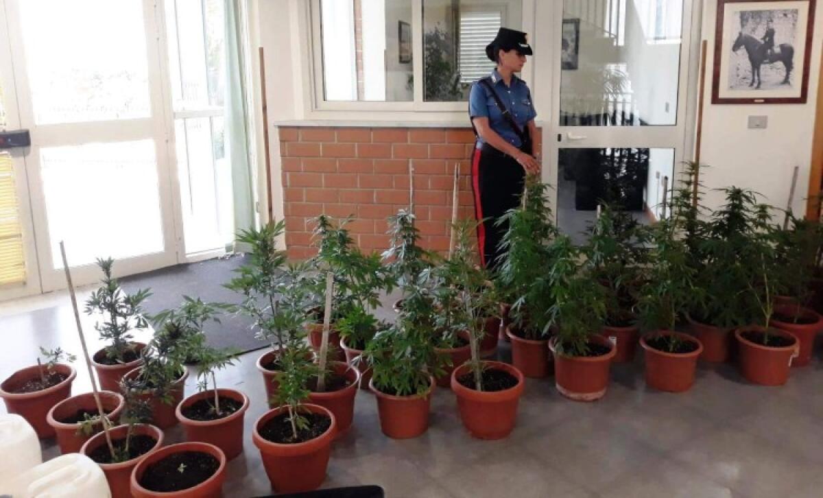 Più di quaranta piante di marijuana, fermati due fratelli di Mazzarino - Le piante sequestrate