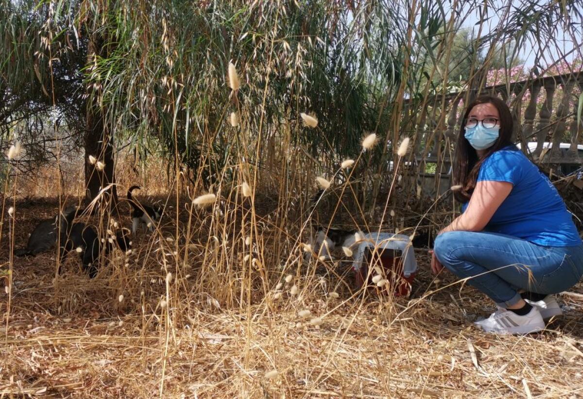 Riconosciuta la prima colonia felina in città a Femminamorta -
