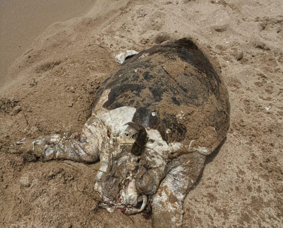 Era in spiaggia, sul lungomare individuata la carcassa di una tartaruga - 