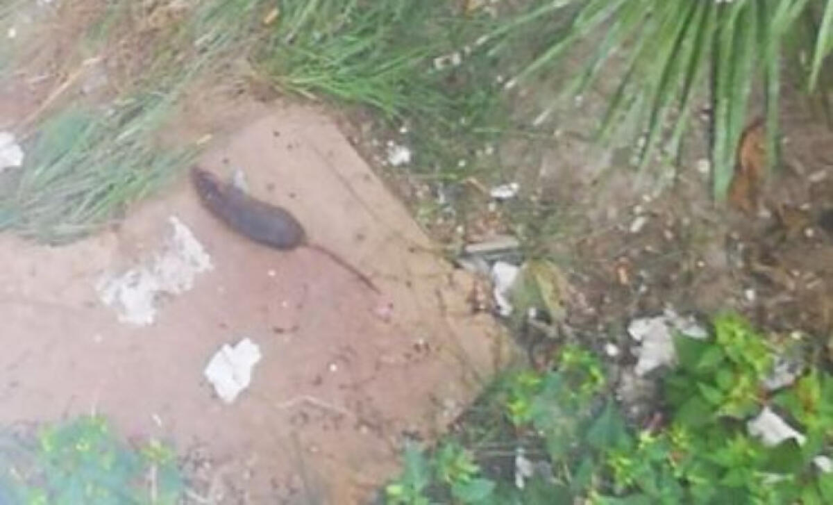 Sporcizia e ratti, ancora segnalazioni dalle palazzine popolari di Scavone - Aree verdi nel degrado a Scavone