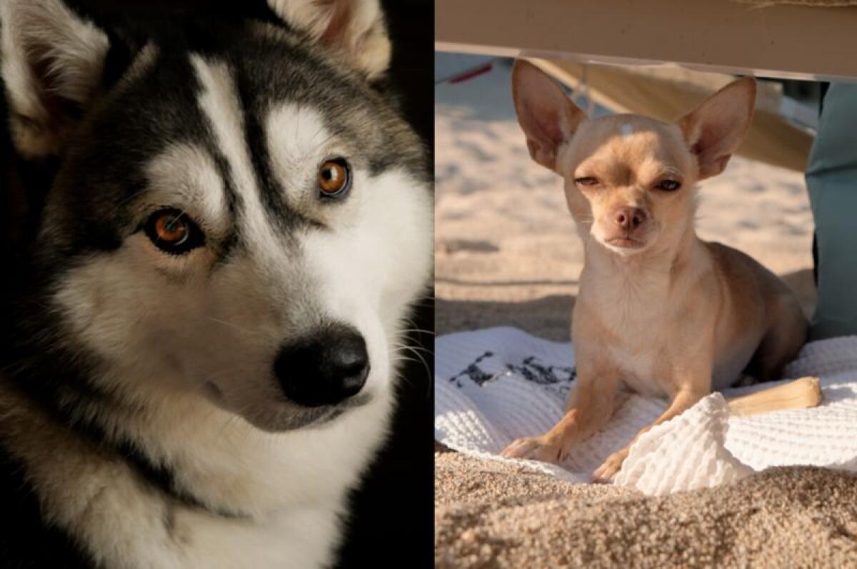Giornata mondiale del cane, il migliore amico dell’uomo star dei social - 
