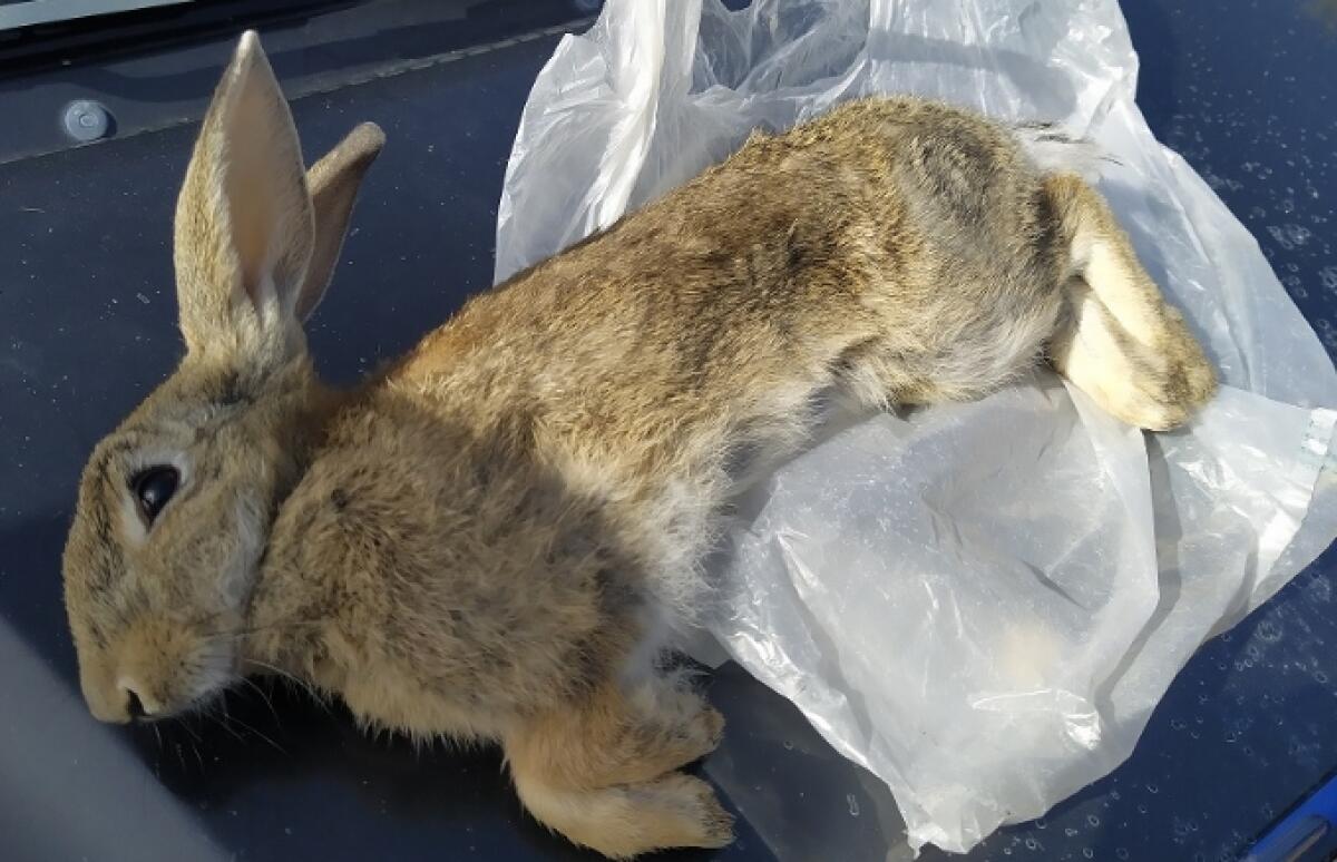 Parte la caccia, Wwf: "Sarà una strage, se non si rispettano le regole è bracconaggio" - 