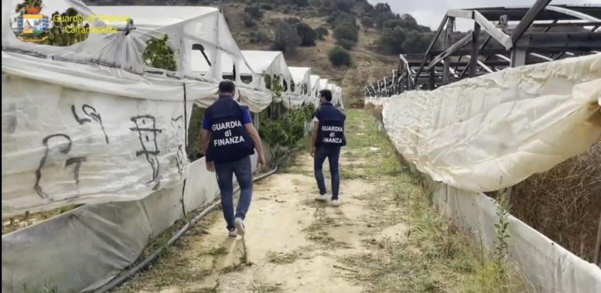 Maxi piantagione di marijuana, finanzieri sequestrano oltre 40 chili: c'è un arresto - La piantagione sequestrata
