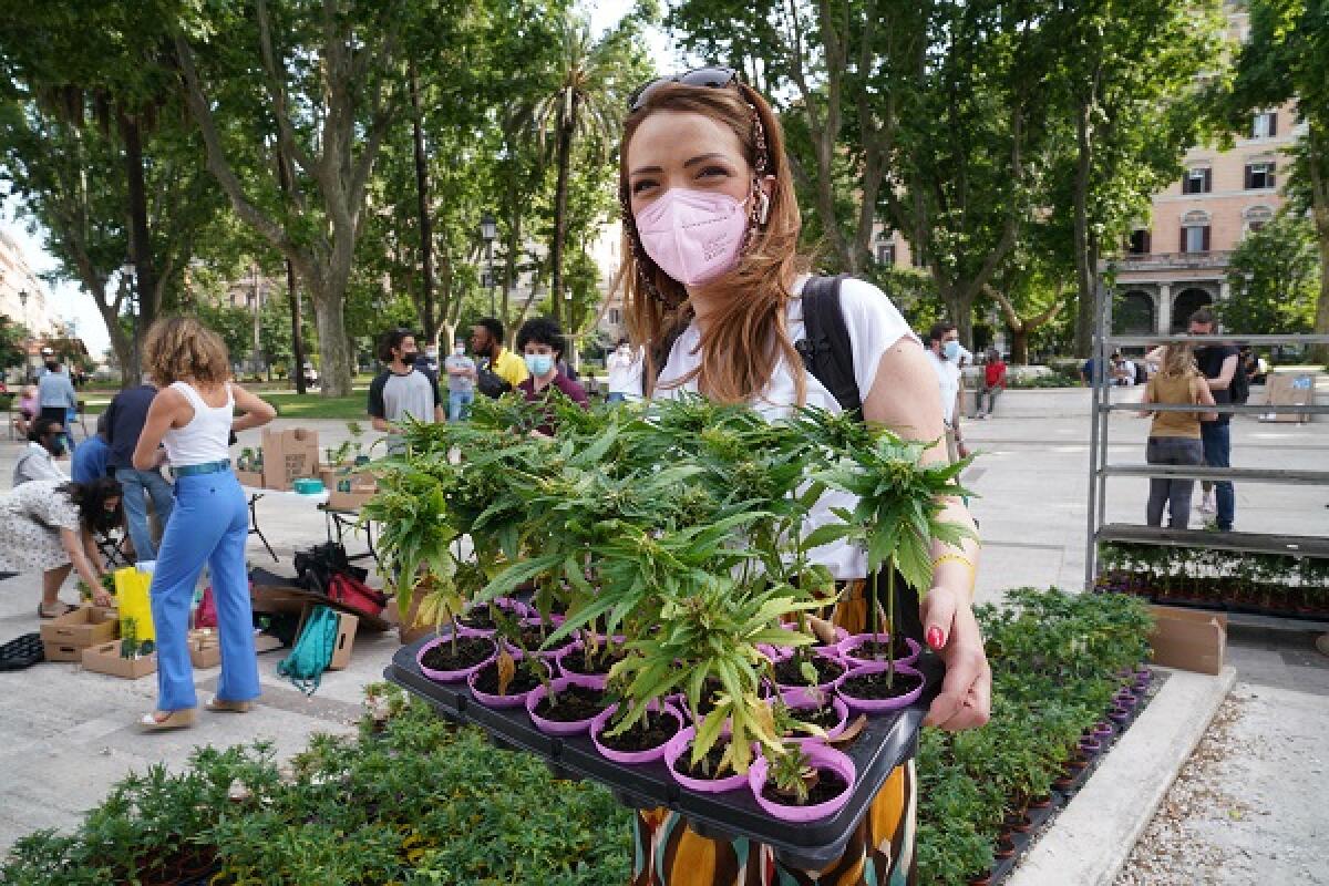 Cannabis, raggiunte 500.000 firme per referendum legalizzazione - 