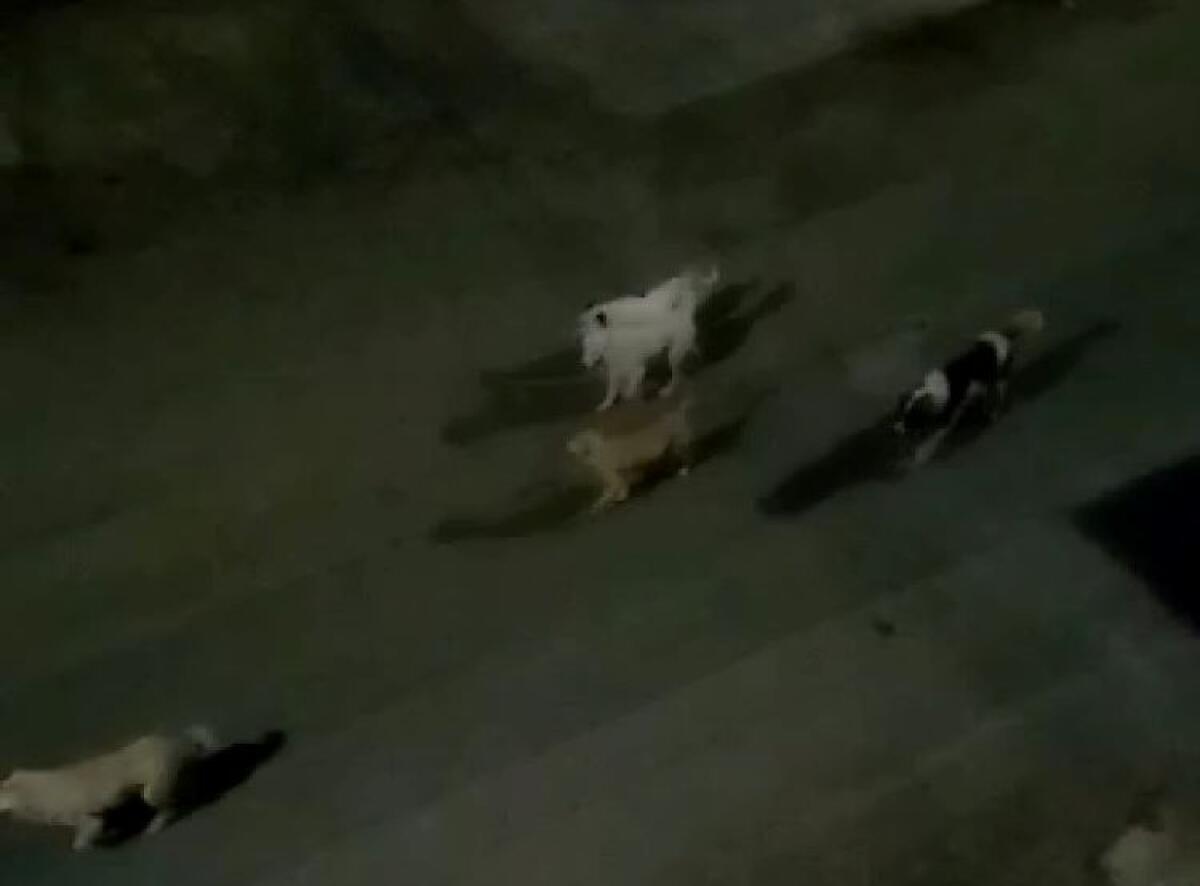 Branco randagi tra case e villette residenziali, i cani in via Barbabianca - 