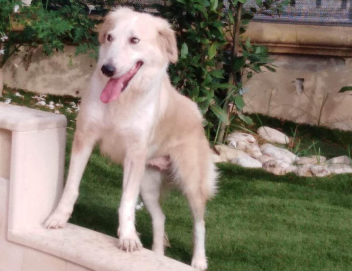 Bianca è tornata a casa, da randagio a cane di quartiere - 