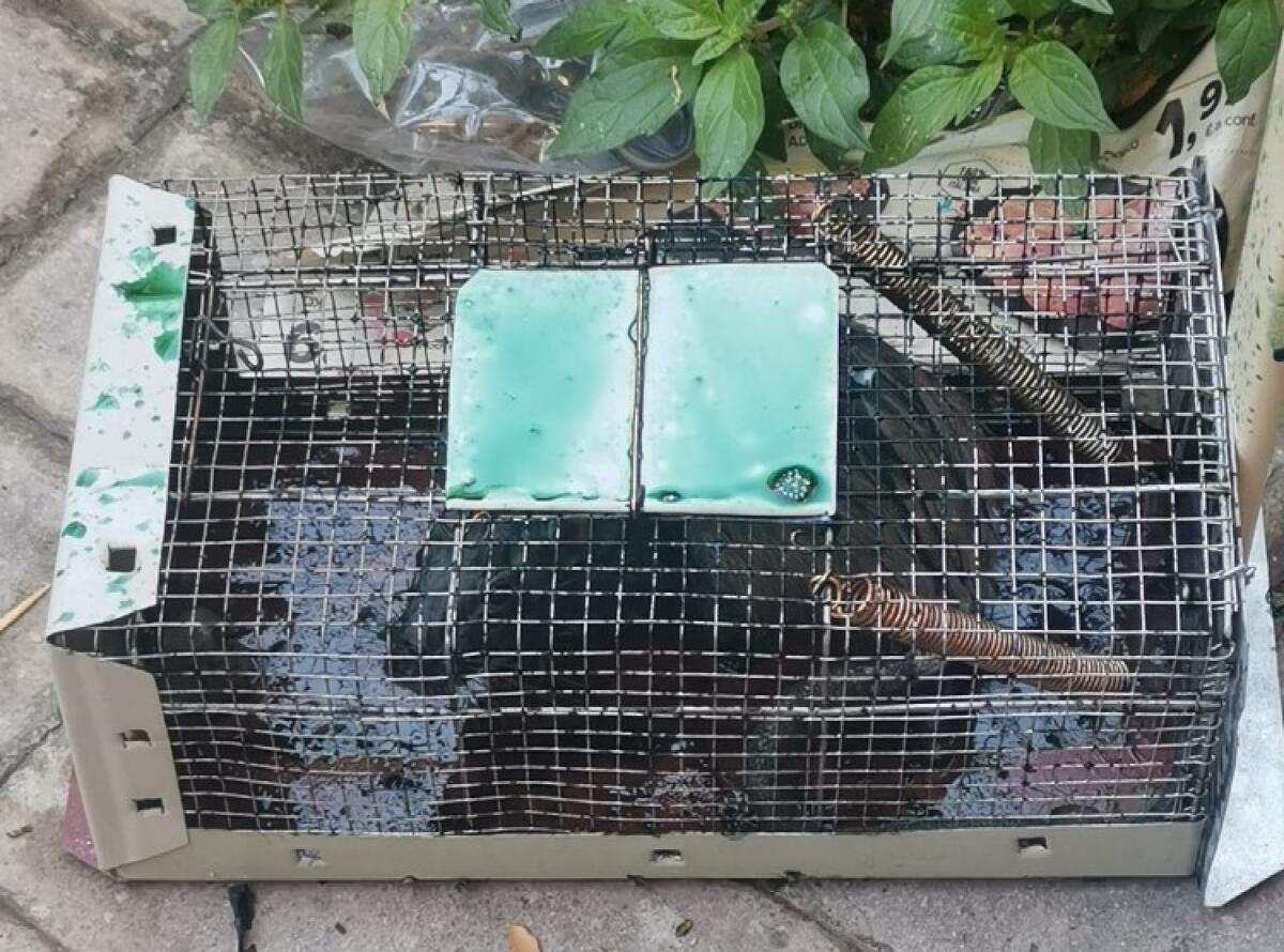 In via Mulino è sempre emergenza pulizia, topi e ratti catturati con le gabbie - Le gabbie per catturare topi e ratti