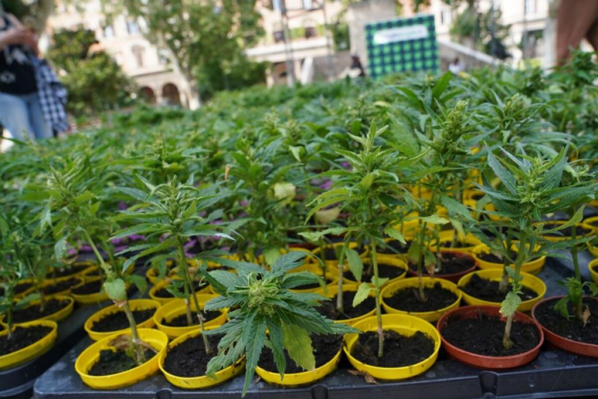 Cannabis, primo via libera alla coltivazione in casa fino a 4 piante - 