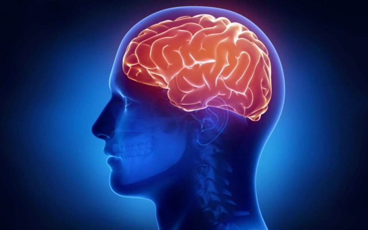 Humanitas, così il cervello si protegge dalle infiammazioni intestinali - 