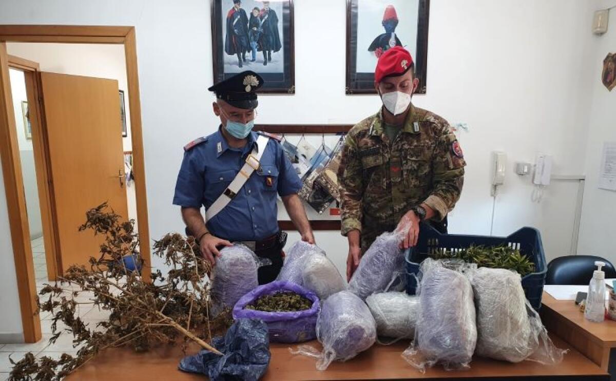 Nove chili di marijuana in un'azienda agricola, arrestato 56enne: piante tra i vigneti - La droga sequestrata