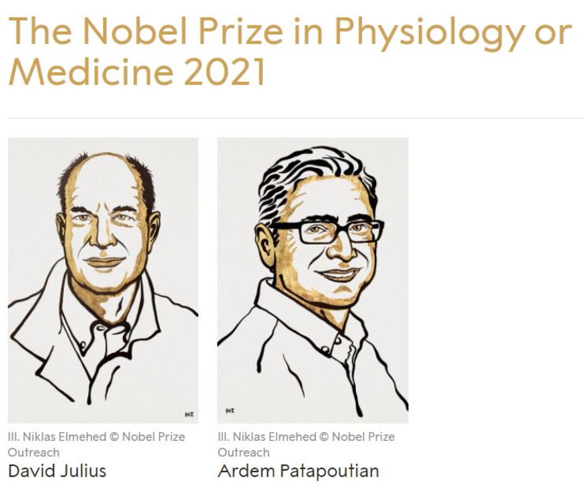 Il Nobel per la medicina agli studi sui recettori di temperatura e tatto - 