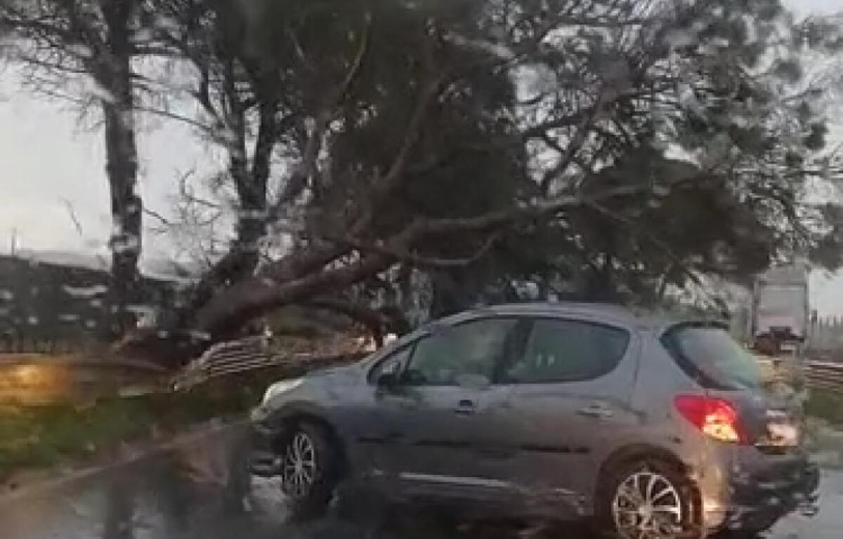 Vento e pioggia sulla città, raffiche sradicano un albero: volato via un serbatoio - L'albero caduto in strada