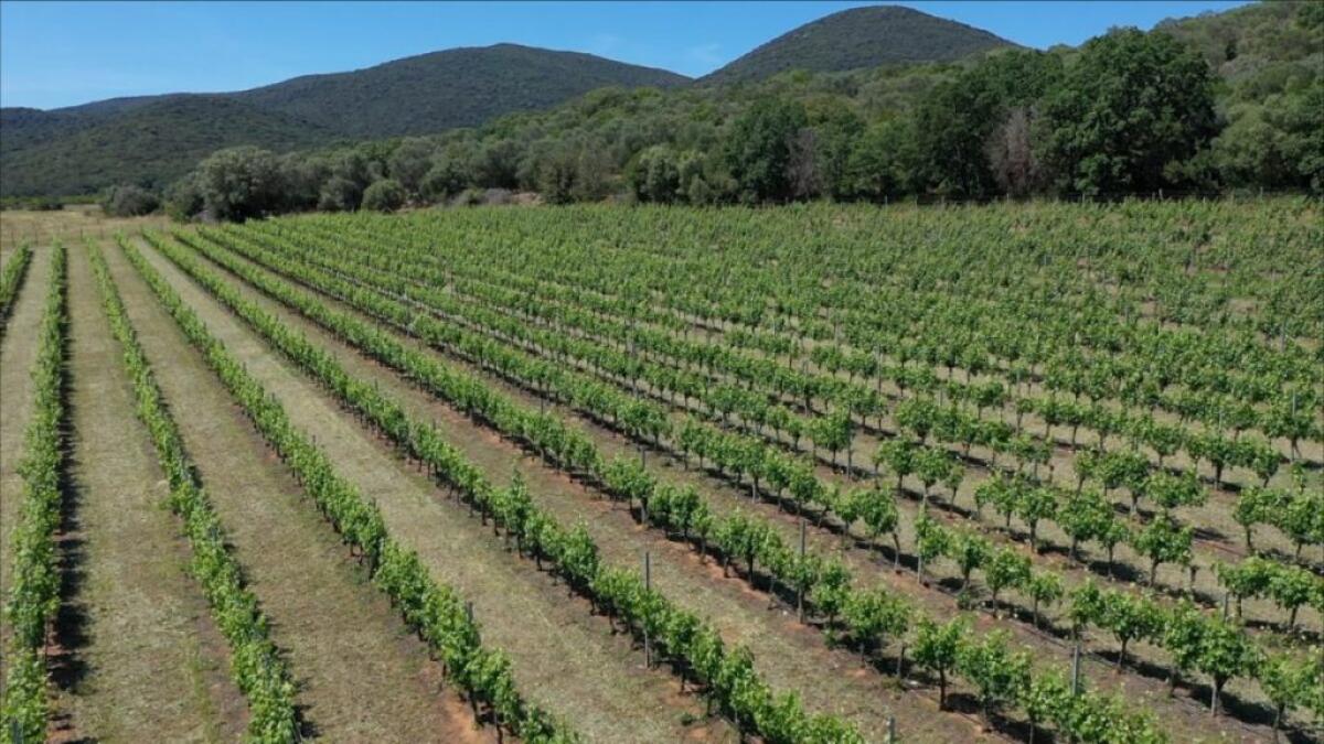 Agricoltura, giovani in prima linea per la sostenibilità - 