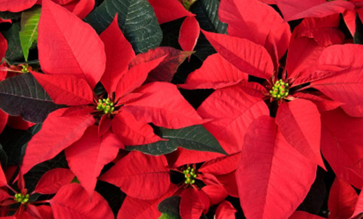 Aria natalizia anche in carcere, i fioristi donano Stelle di Natale ai detenuti - 