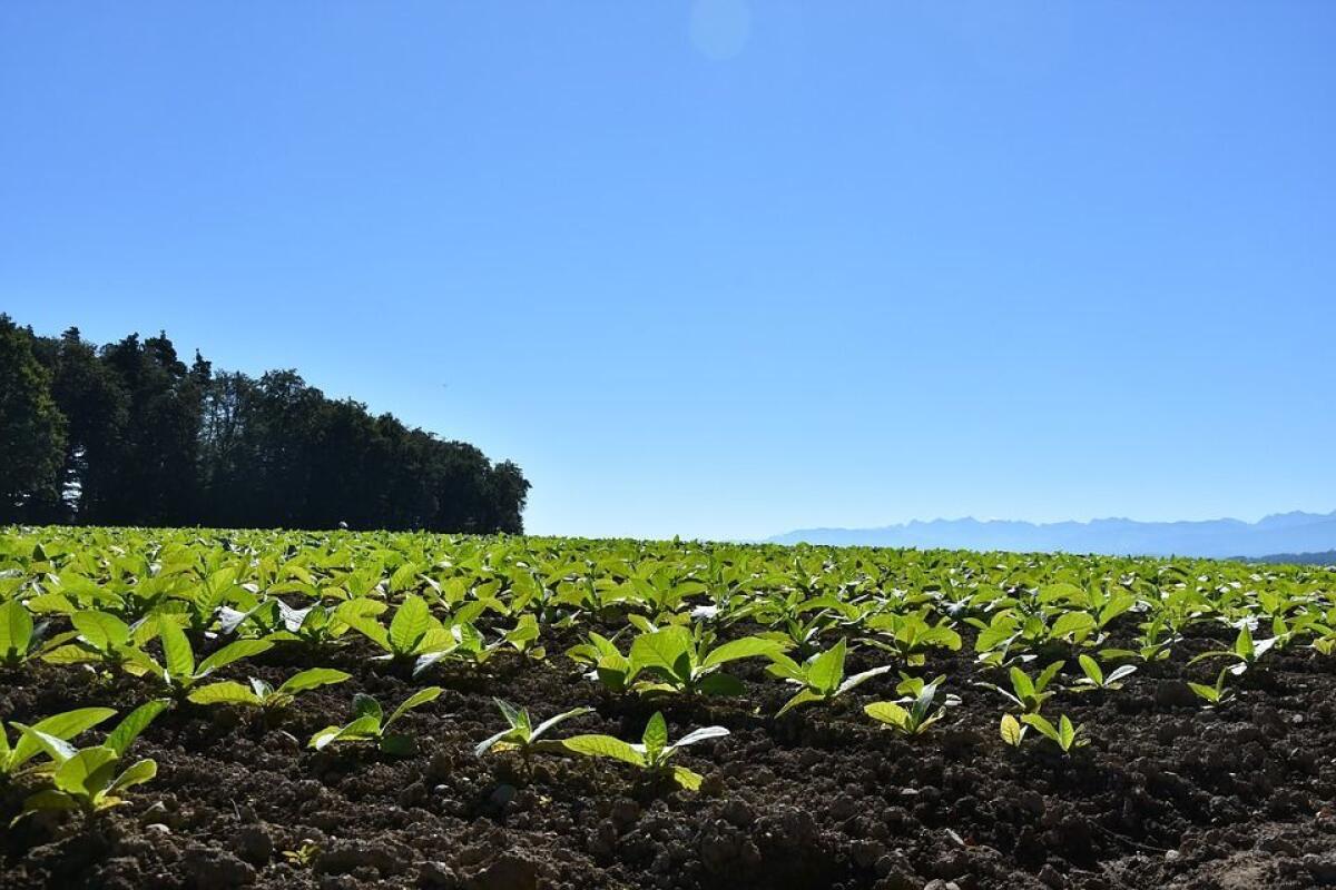BeLeaf: Be The Future, al via la call for start-up di Philip Morris - 