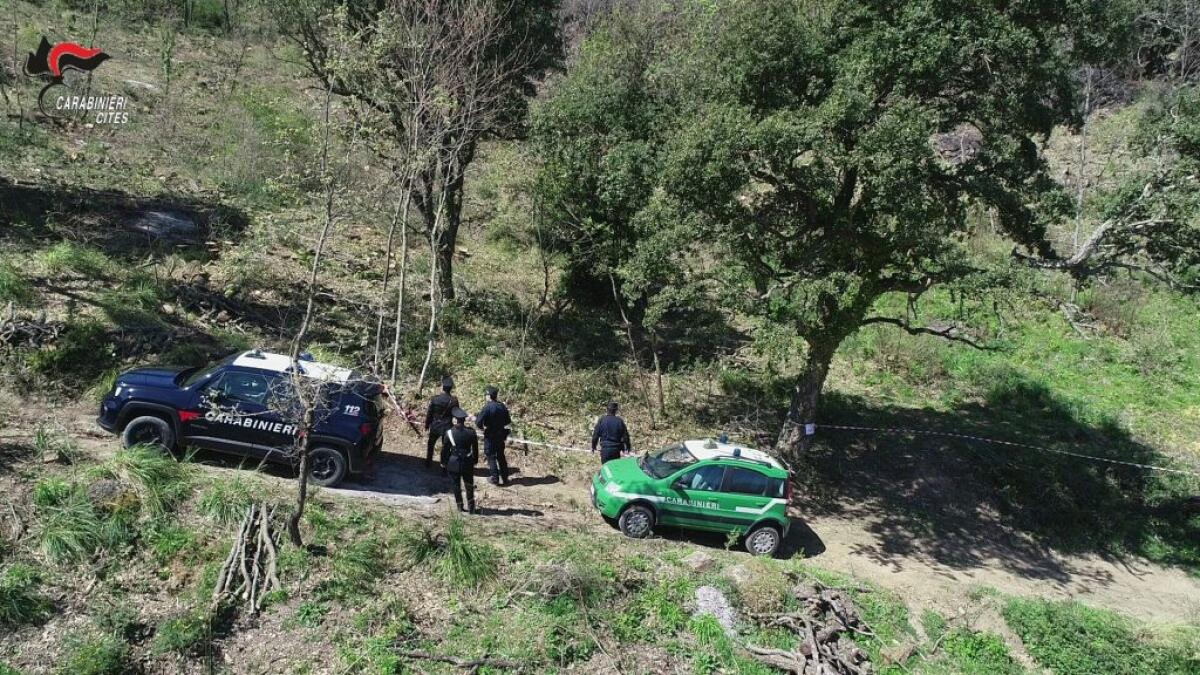 Traffico di animali, 4 denunce e 35 esemplari sequestrati nel Palermitano - 