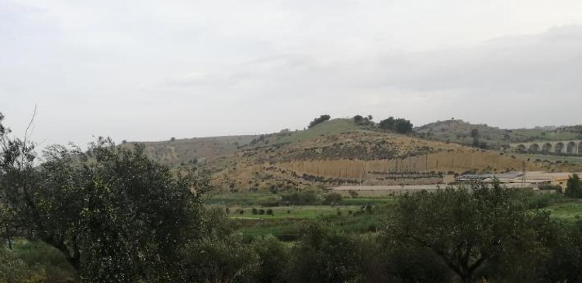Campagne, nuovo guasto: "Senza acqua vanno a morire anche le coltivazioni dei carciofi" - 