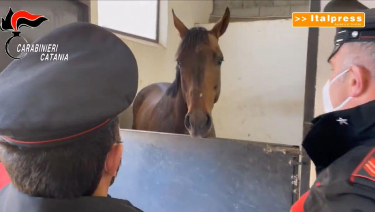 Corse clandestine di cavalli all’ombra della mafia, 3 denunce nel catanese - 