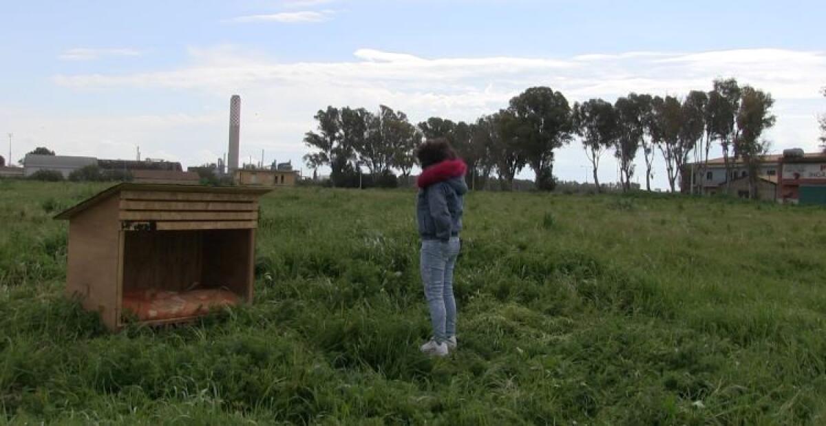 Rubano pure le cucce per i randagi, una sparita: erano state collocate da poco - Una delle cucce è stata rubata