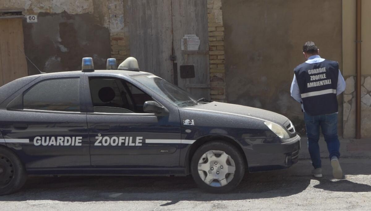 Le guardie eco-zoofile spiegano cosa fare in caso di esche avvelenate - 
